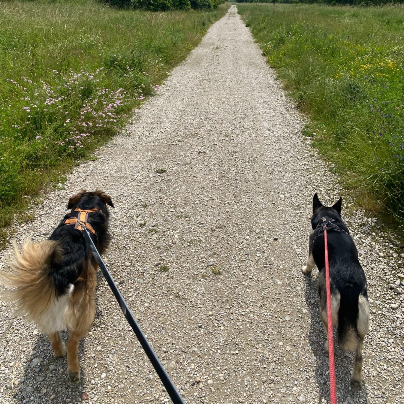 Verlassen Sie sich auf unseren zuverlässigen Gassi-Service für Ihre Hunde. Zwei angeleinte Hunde auf einem Gehweg neben einer Wiese, Symbol für professionellen Gassi-Service.