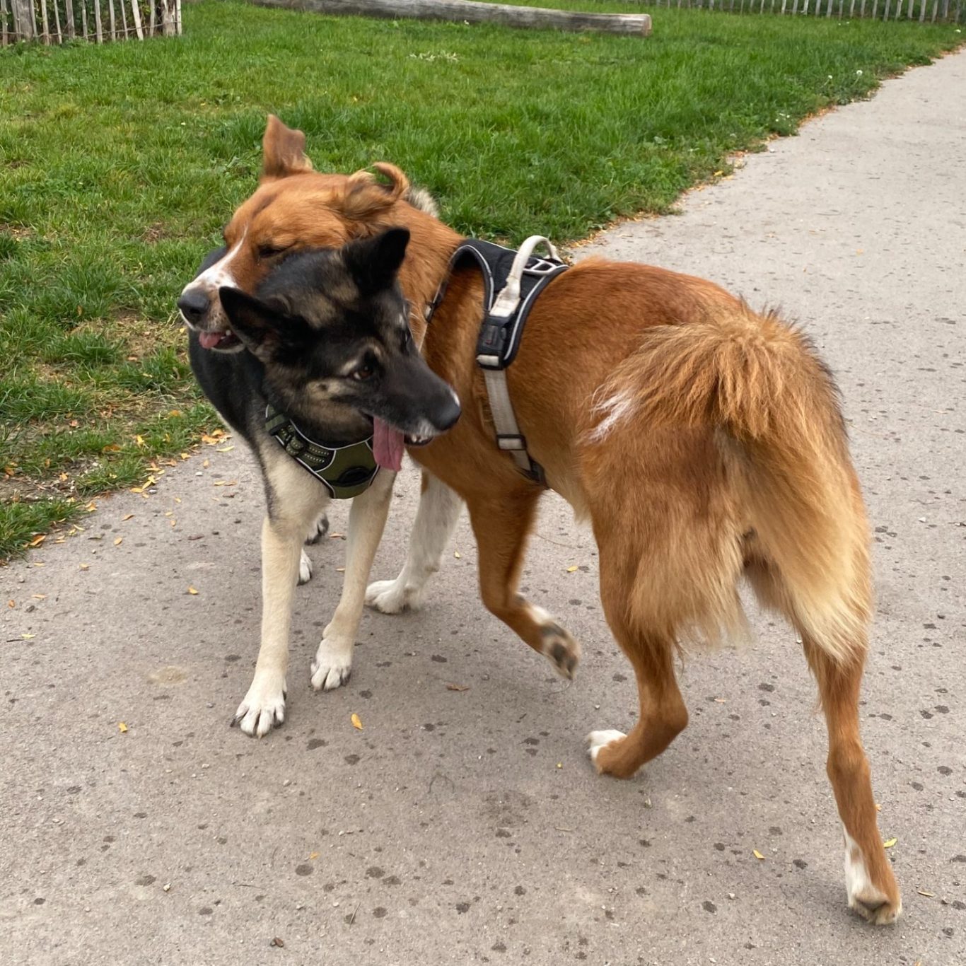 Individuelle Hundebetreuung für glückliche Hunde – Spielen und Interaktion für deinen Vierbeiner. Zwei Hunde spielen zusammen, einer legt den Kopf über den Nacken des anderen, Symbol für individuelle Hundebetreuung.