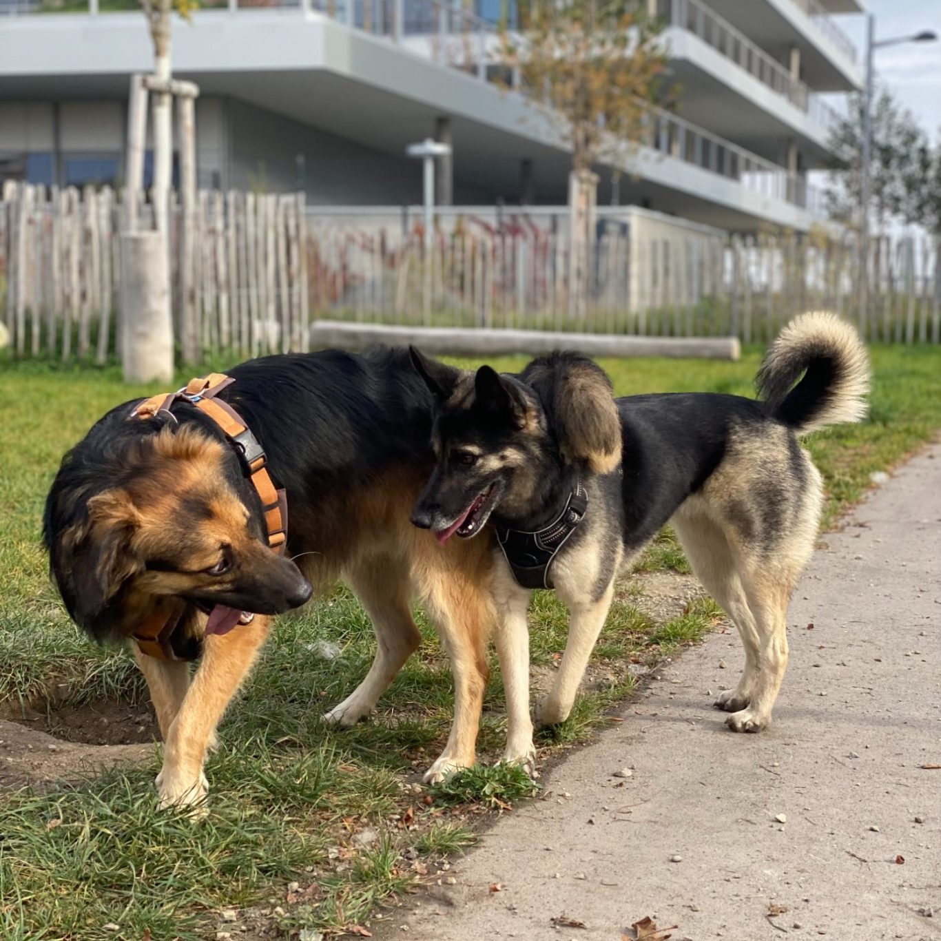 Sorgenfreie Urlaubsbetreuung für deinen Hund – Für glückliche Hunde während deiner Abwesenheit. Zwei Hunde schauen sich an, mit Zungen heraus, einer hat seinen Schwanz über den Nacken des anderen gelegt, Symbol für Urlaubsbetreuung.