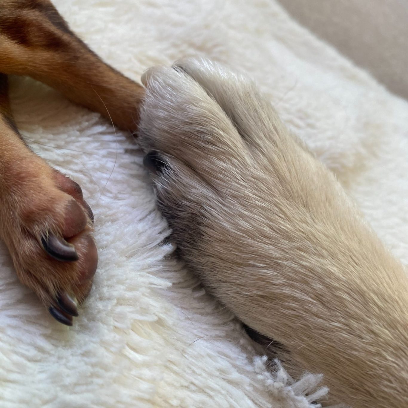 Mehr erfahren über professionelle Hundeverhaltensberatung. Nahaufnahme von zwei Hundepfoten auf dem Boden, als Symbol für Hundeverhaltensberatung und Training.